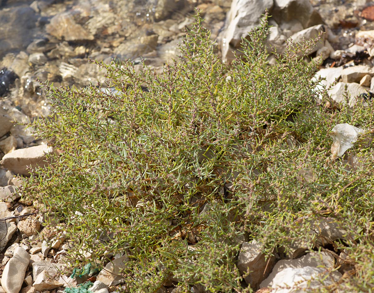 Habitus